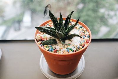 High angle view of potted plant on table