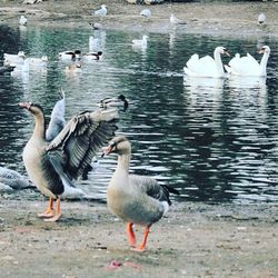 Birds in calm lake