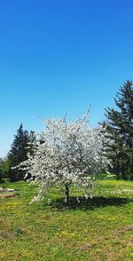 Cherry blossoms on field against clear blue sky