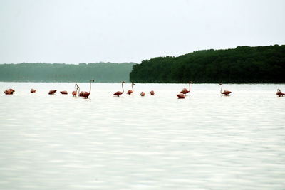 Ducks in a lake