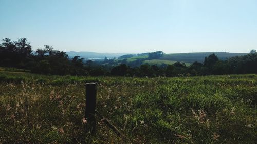 Scenic view of field against clear sky