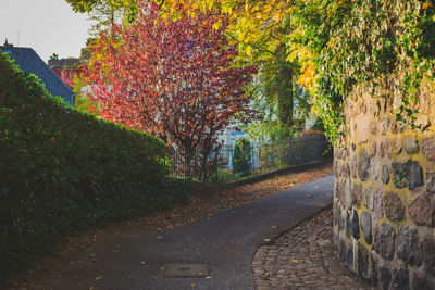 Footpath amidst trees in park during autumn