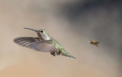 Close-up of bird flying