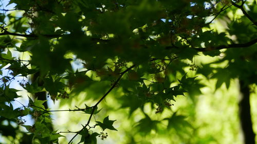 Low angle view of trees against sky