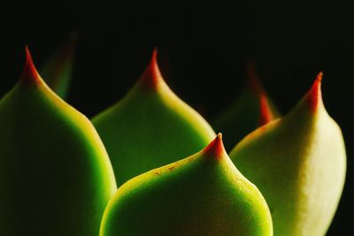 Close-up of succulent plant against black background