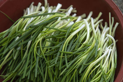 High angle view of green onions 