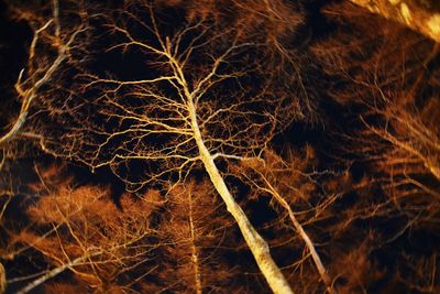 View of trees at night