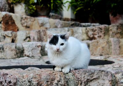 Portrait of white cat sitting on stone wall