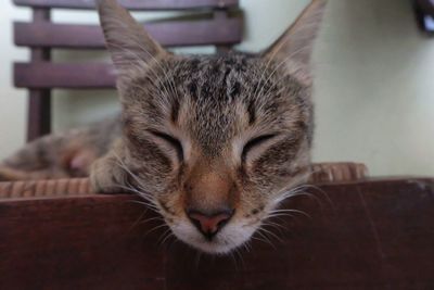 Close-up portrait of cat with eyes closed