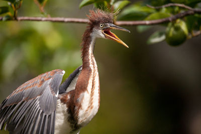 Close-up of a bird