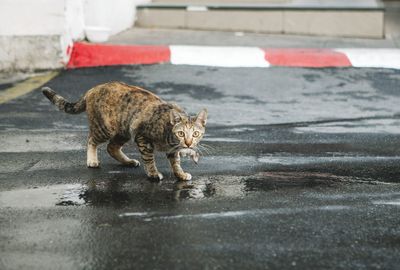 Cat on footpath by street in city