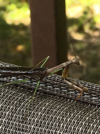 Close-up of grasshopper on wall