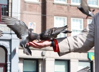 Close-up of hand feeding birds