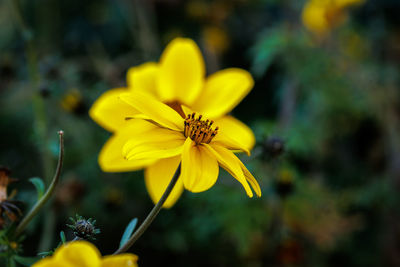 Close-up of orange flower