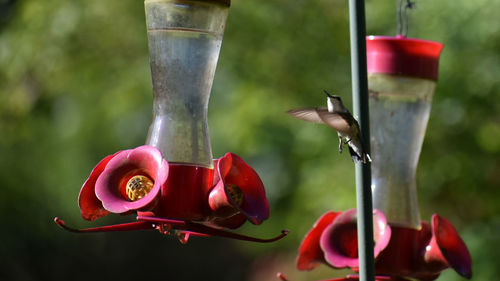 Close-up of red bird on feeder with hummingbird