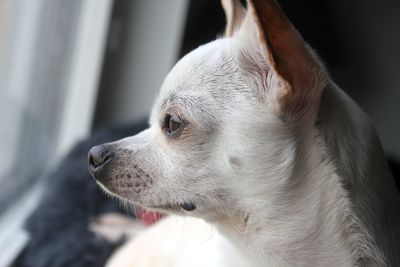 Close-up of a dog looking away