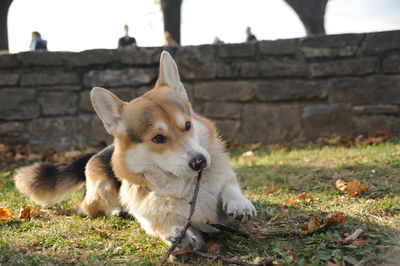 Close-up of dog on grass