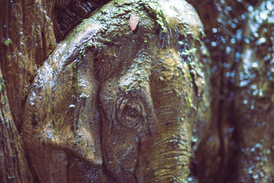 Close-up of giraffe in forest