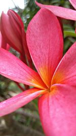 Close-up of pink flower blooming outdoors