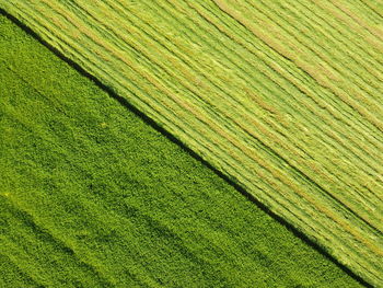 Full frame shot of rice paddy