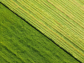 Full frame shot of rice paddy