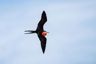 Low angle view of a bird flying