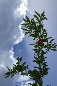 Low angle view of trees against cloudy sky