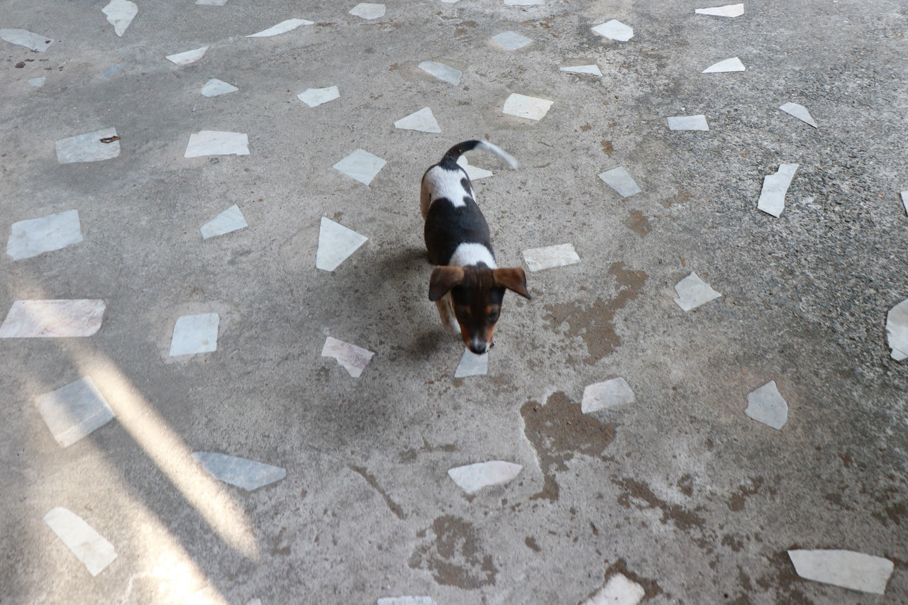 HIGH ANGLE VIEW OF DOG ON ROAD BY STREET