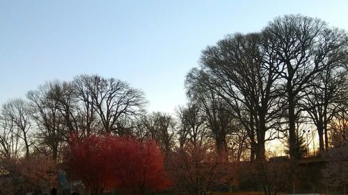 Trees against clear sky