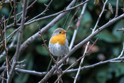 Close-up of bird perching on branch