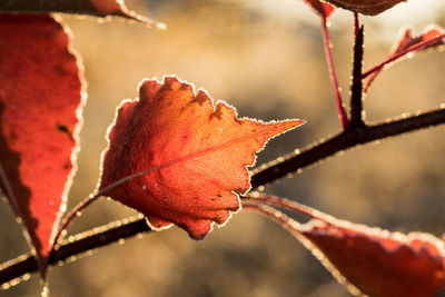 Close-up of dry leaf