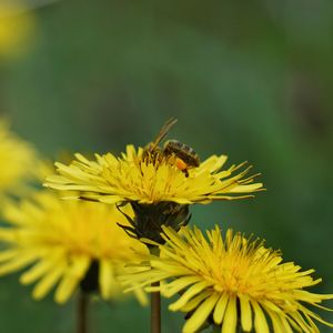 Close-up of bee pollinating on yellow flower