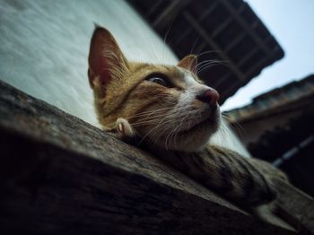 Close-up of a cat