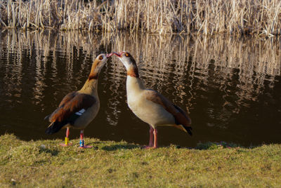 Birds on lakeshore