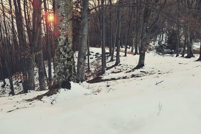 Snow covered trees in forest