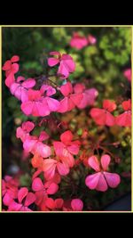 Close-up of pink flowers blooming outdoors