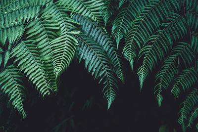 High angle view of fern leaves