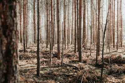 Close-up of trees in forest