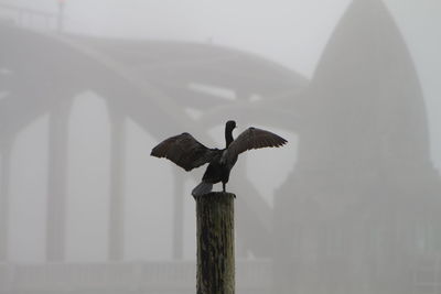 Bird flying over wooden post