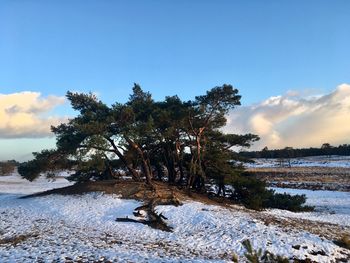 Trees on snow covered field against sky