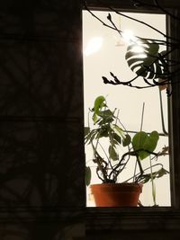 Low angle view of potted plant against window