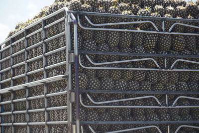 Pickup truck with full carry pineapples on the road