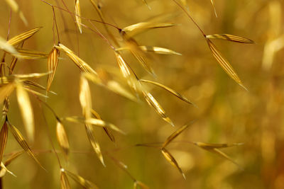 Close-up of yellow plant in a sunny day