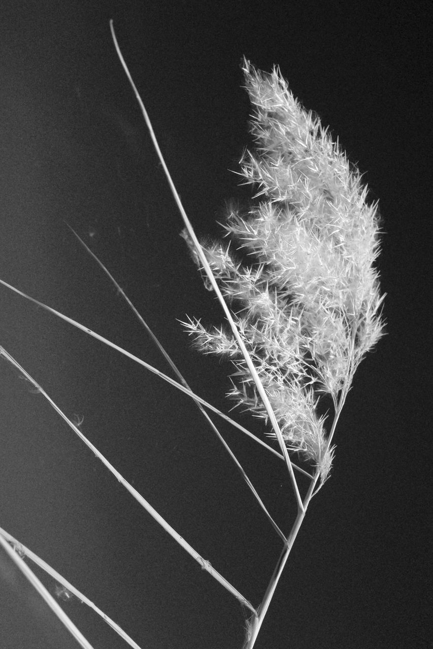 black and white, monochrome photography, no people, nature, leaf, monochrome, wing, macro photography, fragility, plant, close-up, studio shot, indoors, white, beauty in nature, black, black background, line