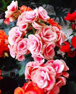 Close-up of pink roses
