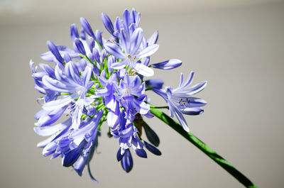 Close-up of purple flowers against white background