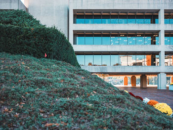 Plants growing outside building