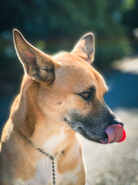 Close-up of dog