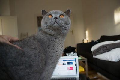 Close-up of hand holding cat at home