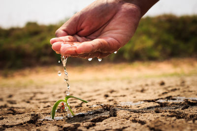 Cropped hand watering seedling on drought land